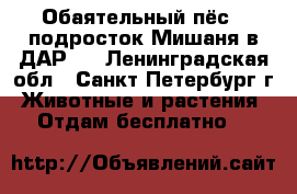 Обаятельный пёс – подросток Мишаня в ДАР!  - Ленинградская обл., Санкт-Петербург г. Животные и растения » Отдам бесплатно   